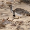 Drop hrivnaty - Chlamydotis undulata - Houbara Bustard o1780